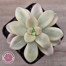Load image into Gallery viewer, Graptopetalum 'Ellen' Variegated