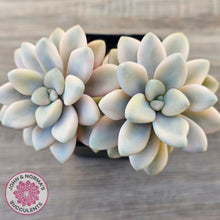 Load image into Gallery viewer, Graptopetalum 'Ellen' Variegated