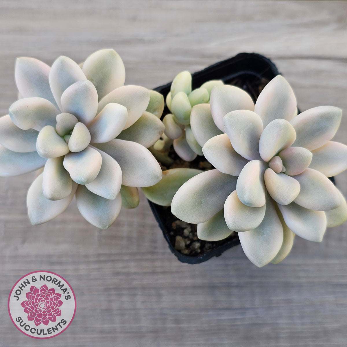 Graptopetalum 'Ellen' Variegated