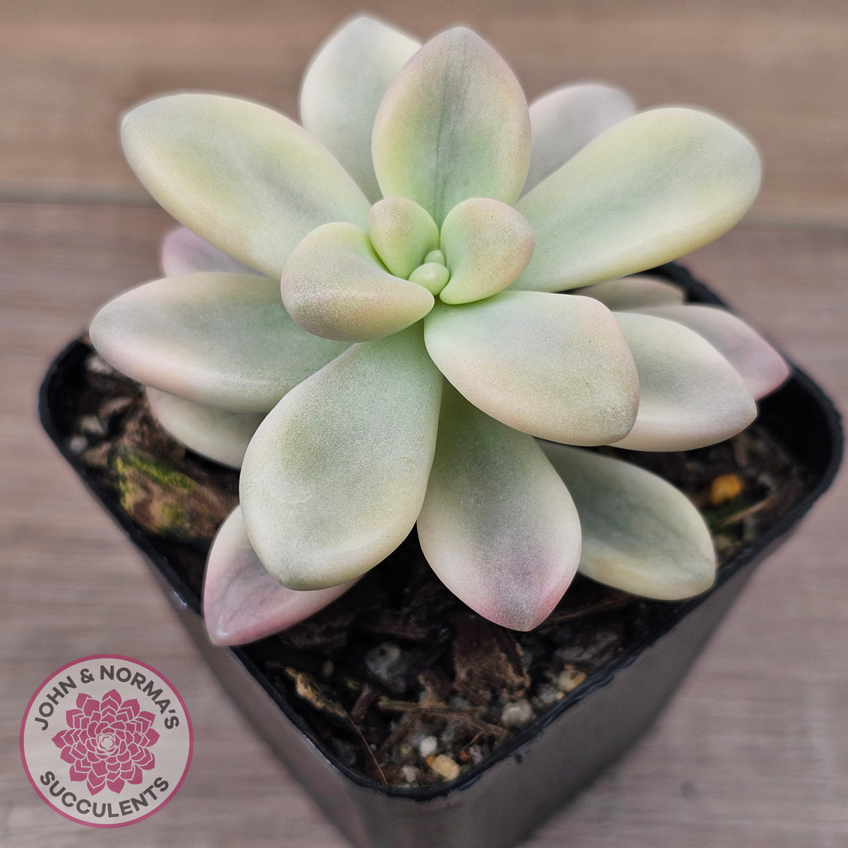 Graptopetalum 'Ellen' Variegated