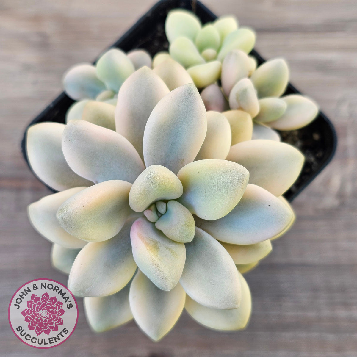 Graptopetalum 'Ellen' Variegated