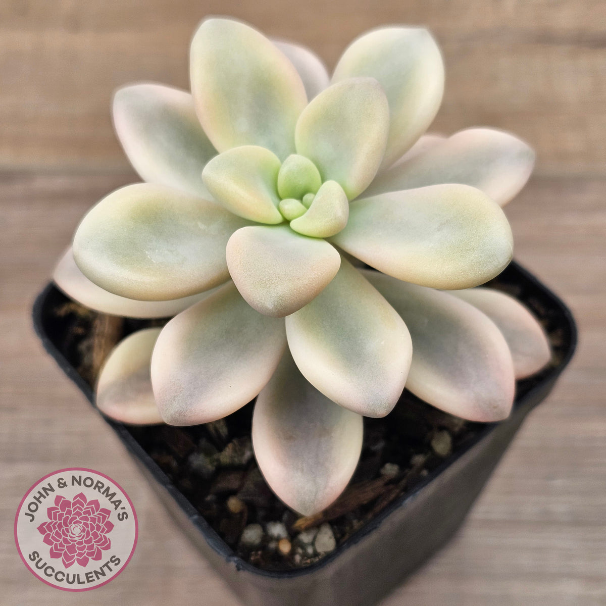 Graptopetalum 'Ellen' Variegated