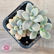 Load image into Gallery viewer, Graptopetalum 'Ellen'