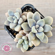 Load image into Gallery viewer, Graptopetalum 'Ellen'