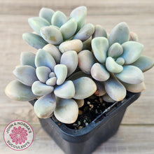 Load image into Gallery viewer, Graptopetalum 'Ellen'