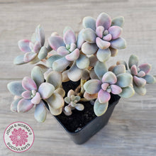 Load image into Gallery viewer, Graptopetalum 'Ellen'