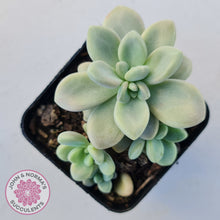 Load image into Gallery viewer, Graptopetalum 'Ellen'