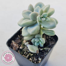 Load image into Gallery viewer, Graptopetalum 'Ellen'