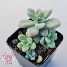 Load image into Gallery viewer, Graptopetalum 'Ellen'