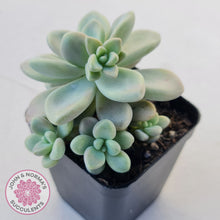 Load image into Gallery viewer, Graptopetalum 'Ellen'