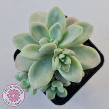 Load image into Gallery viewer, Graptopetalum 'Ellen'