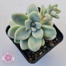 Load image into Gallery viewer, Graptopetalum 'Ellen'