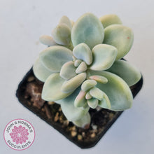 Load image into Gallery viewer, Graptopetalum 'Ellen'