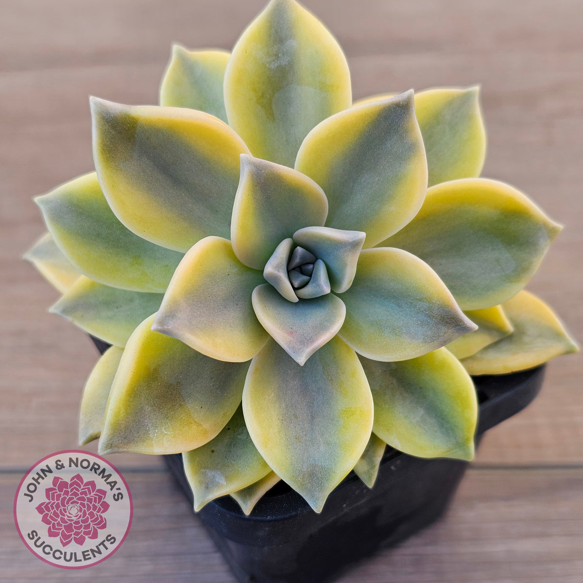 Graptopetalum 'Ghost Plant' Variegated