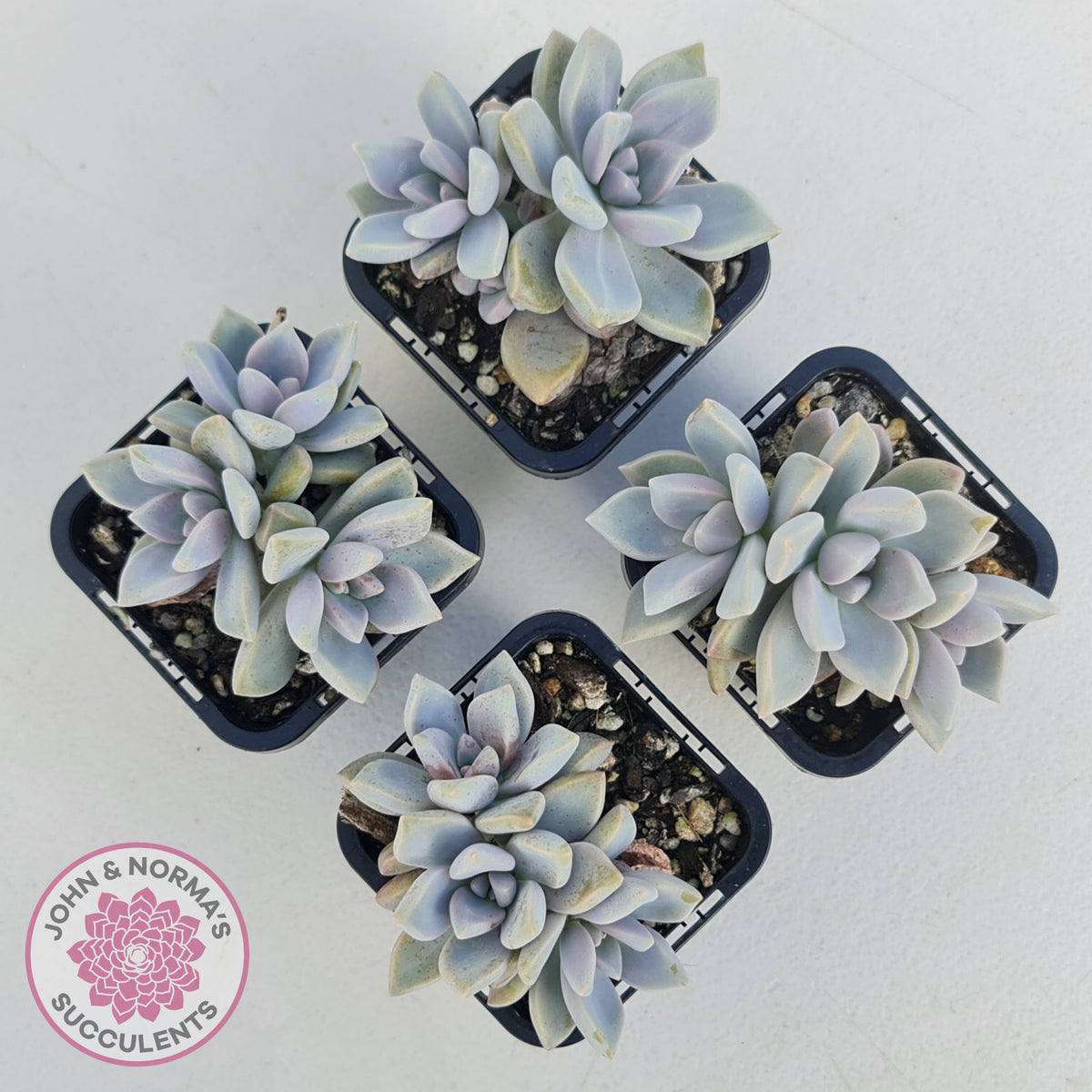 Graptopetalum 'Ghost Plant'
