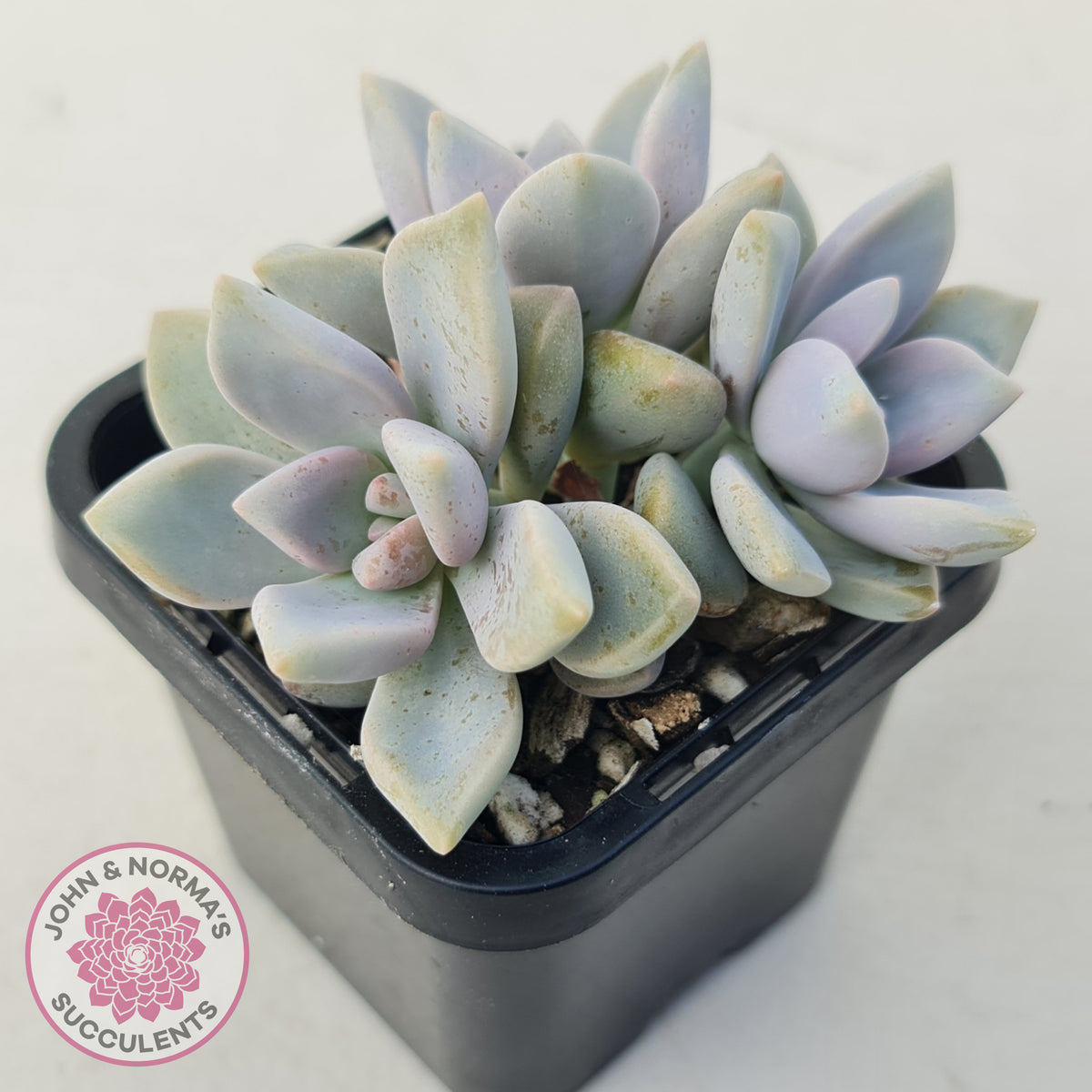 Graptopetalum 'Ghost Plant'