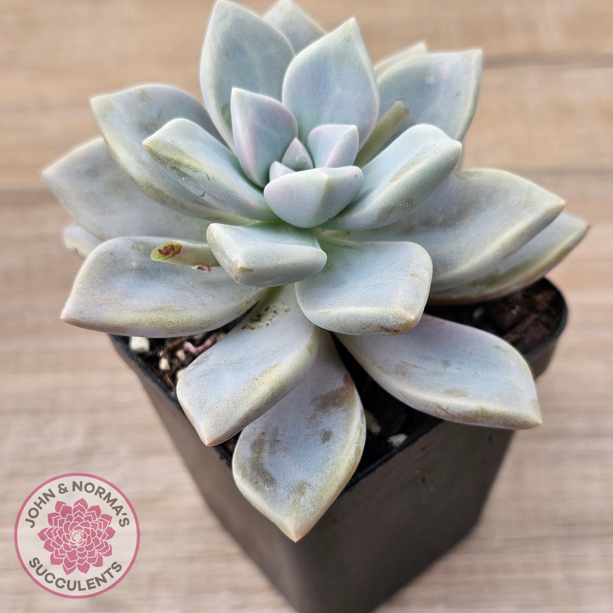 Graptopetalum 'Ghost Plant'