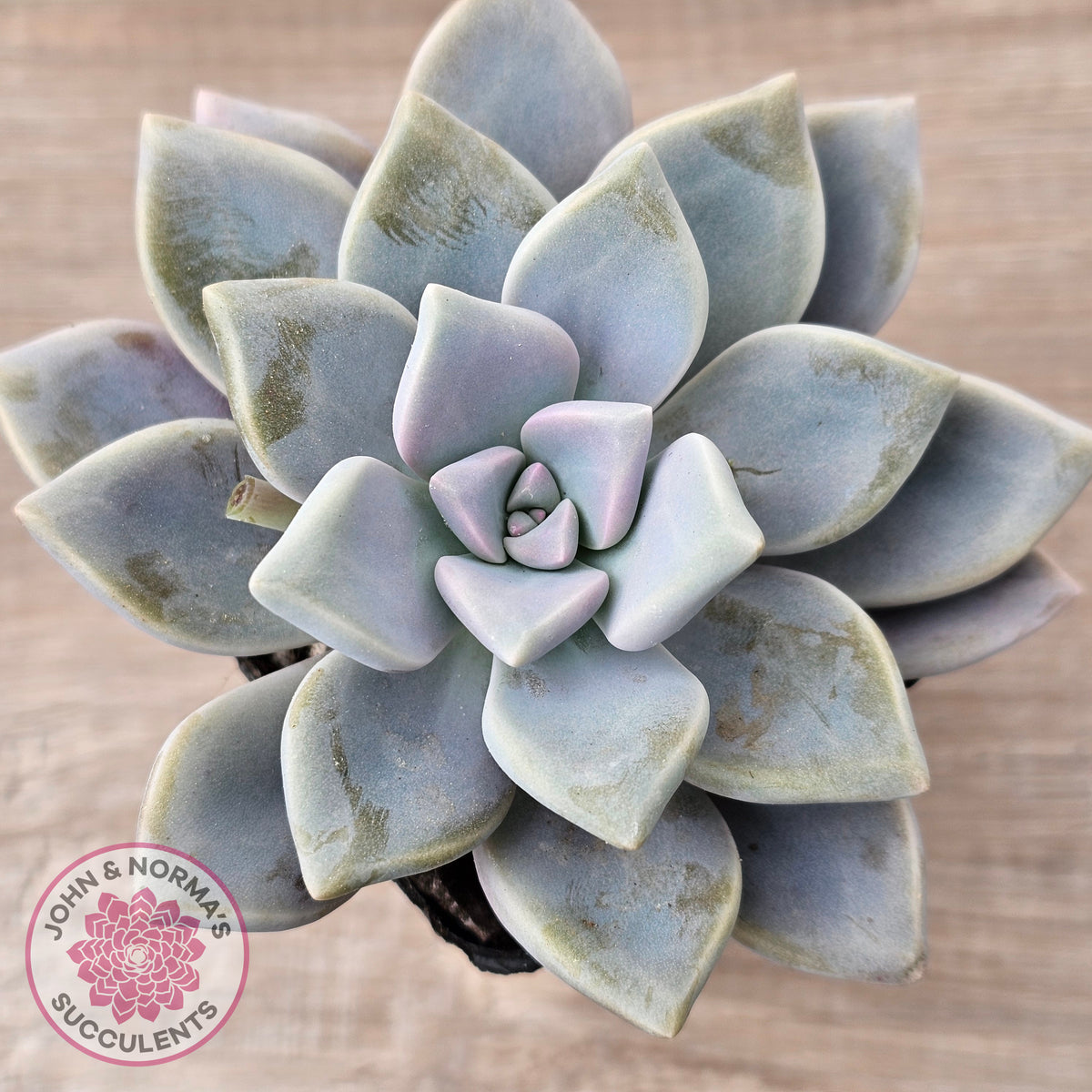 Graptopetalum 'Ghost Plant'