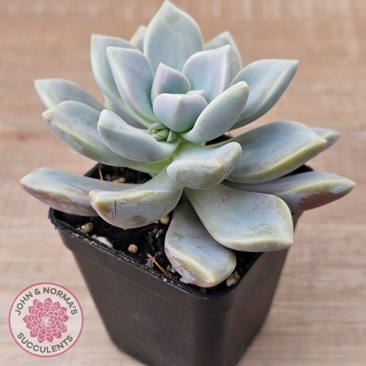 Graptopetalum 'Ghost Plant'