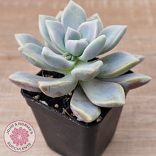 Load image into Gallery viewer, Graptopetalum 'Ghost Plant'