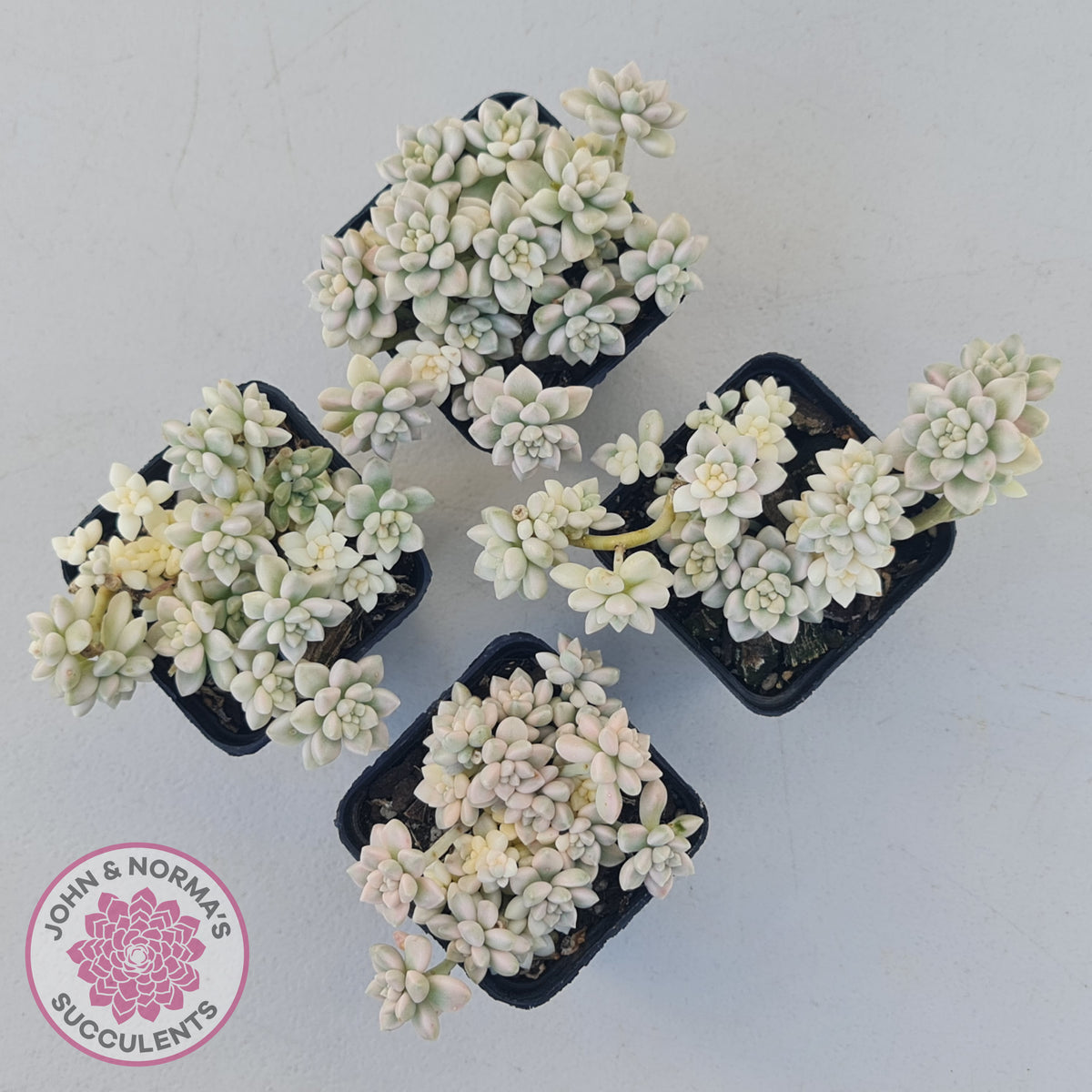 Graptopetalum Mendozae Variegata (multi)