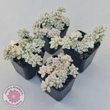 Load image into Gallery viewer, Graptopetalum Mendozae Variegata (multi)