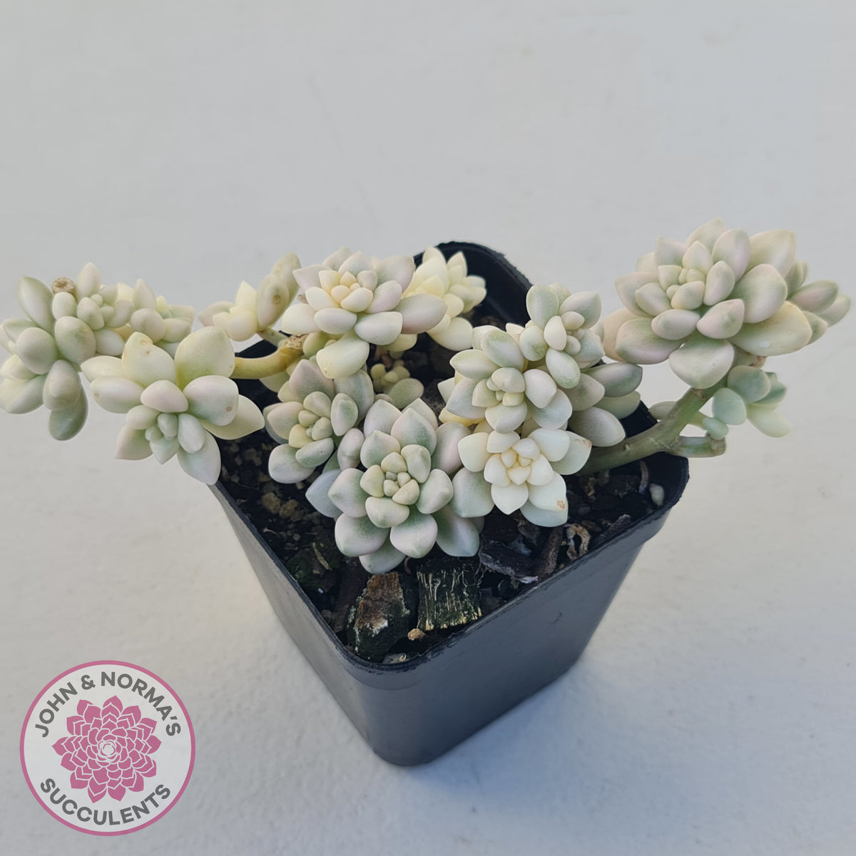 Graptopetalum Mendozae Variegata (multi)