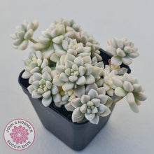 Load image into Gallery viewer, Graptopetalum Mendozae Variegata (multi)