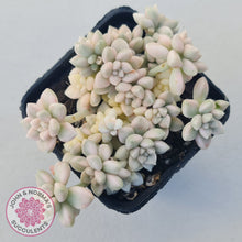 Load image into Gallery viewer, Graptopetalum Mendozae Variegata (multi)