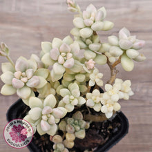 Load image into Gallery viewer, Graptopetalum Mendozae Variegata (multi)