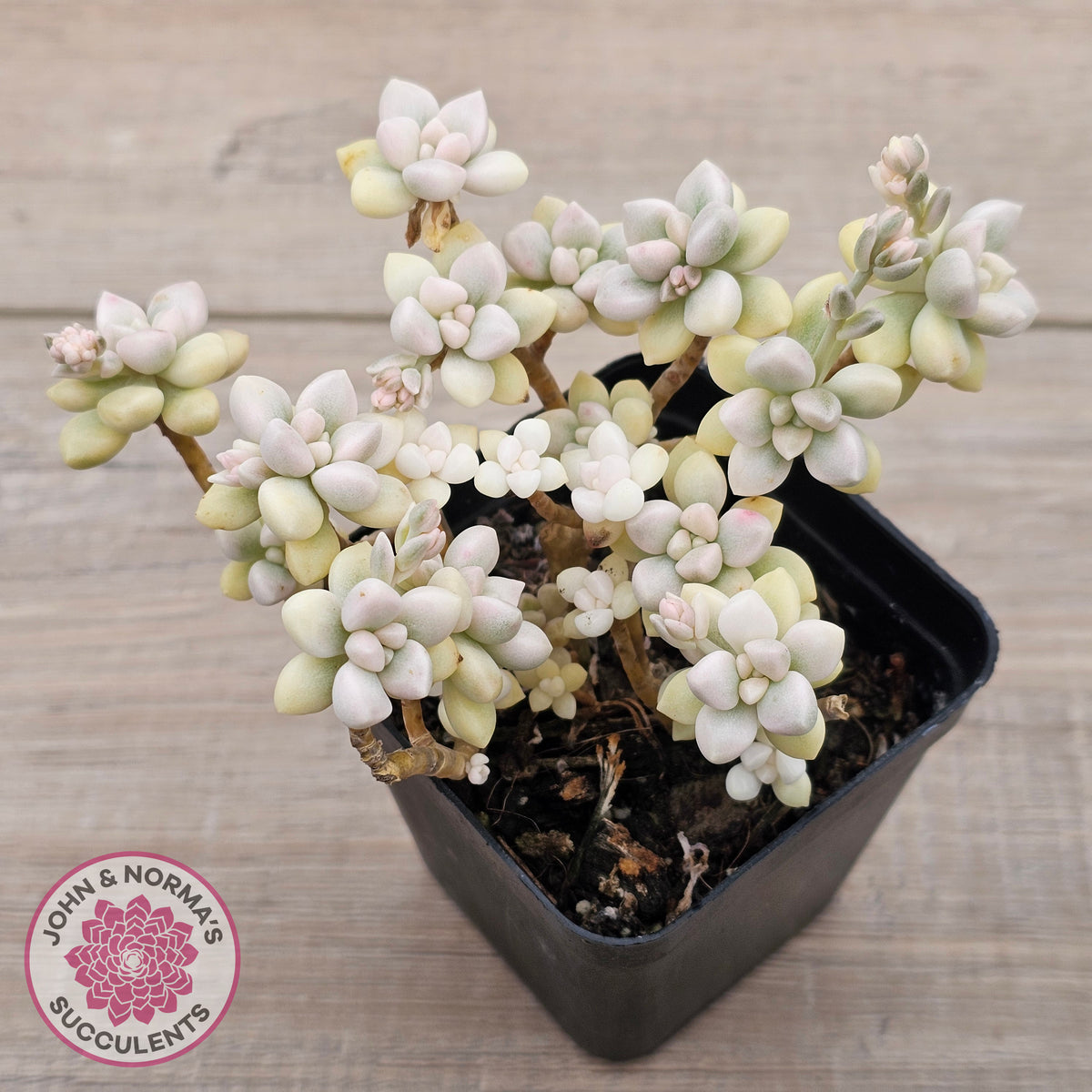 Graptopetalum Mendozae Variegata (multi)