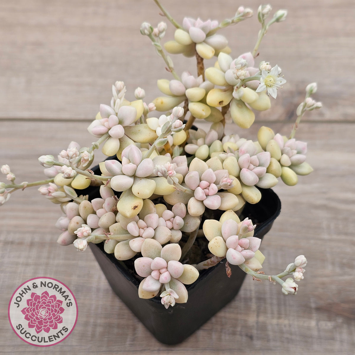 Graptopetalum Mendozae Variegata (multi)