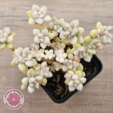 Load image into Gallery viewer, Graptopetalum Mendozae Variegata (multi)