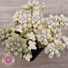 Load image into Gallery viewer, Graptopetalum Mendozae Variegata (multi)