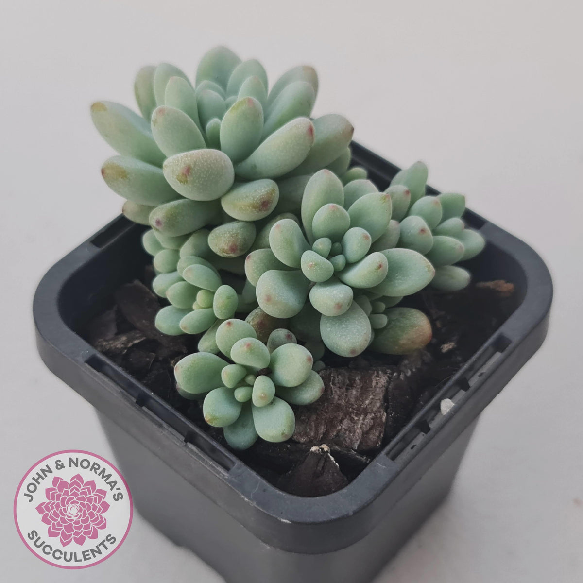 Graptopetalum 'Microcalyx'