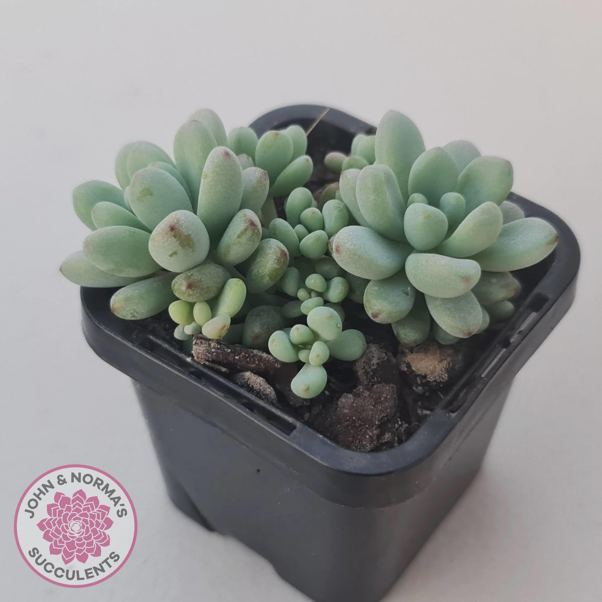 Graptopetalum 'Microcalyx'