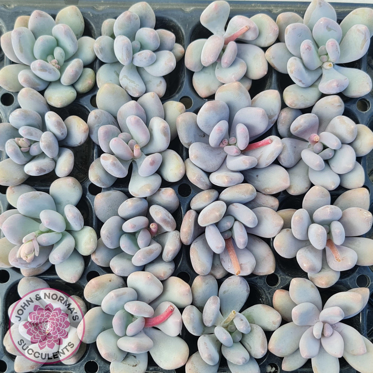 Pachyphytum 'Orange Snow Ball' Cuttings x 1