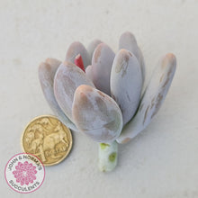 Load image into Gallery viewer, Pachyphytum 'Orange Snow Ball' Cuttings x 1 - John & Norma's Succulents Australia