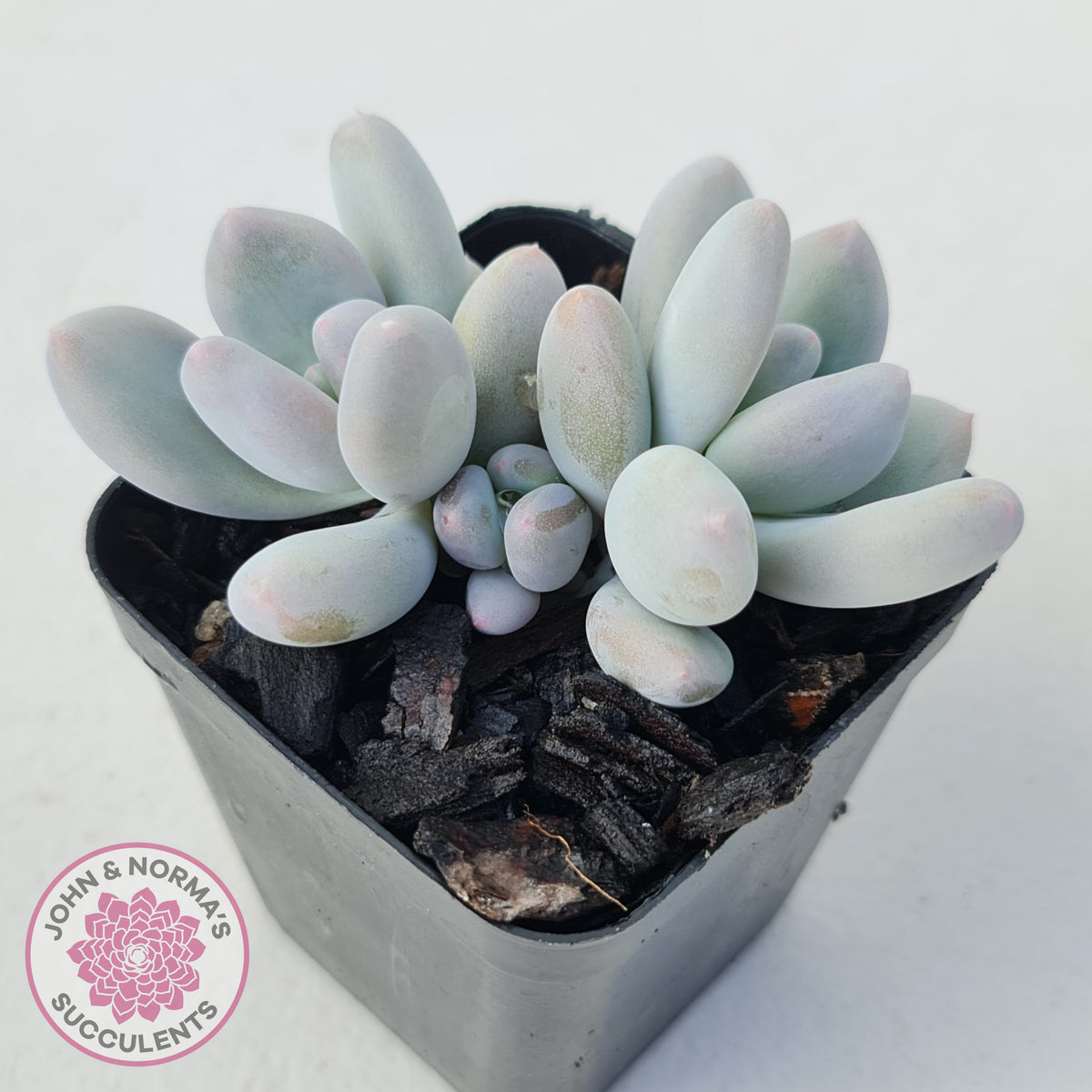 Pachyphytum 'Orange Snow Ball'