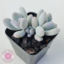 Load image into Gallery viewer, Pachyphytum 'Orange Snow Ball'