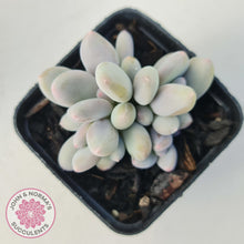 Load image into Gallery viewer, Pachyphytum 'Orange Snow Ball'