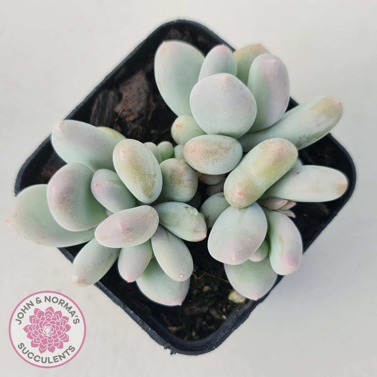 Pachyphytum 'Orange Snow Ball'
