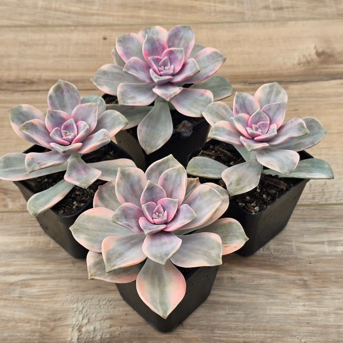 Graptopetalum 'Purple Delight' Variegated aka 'Snow White'