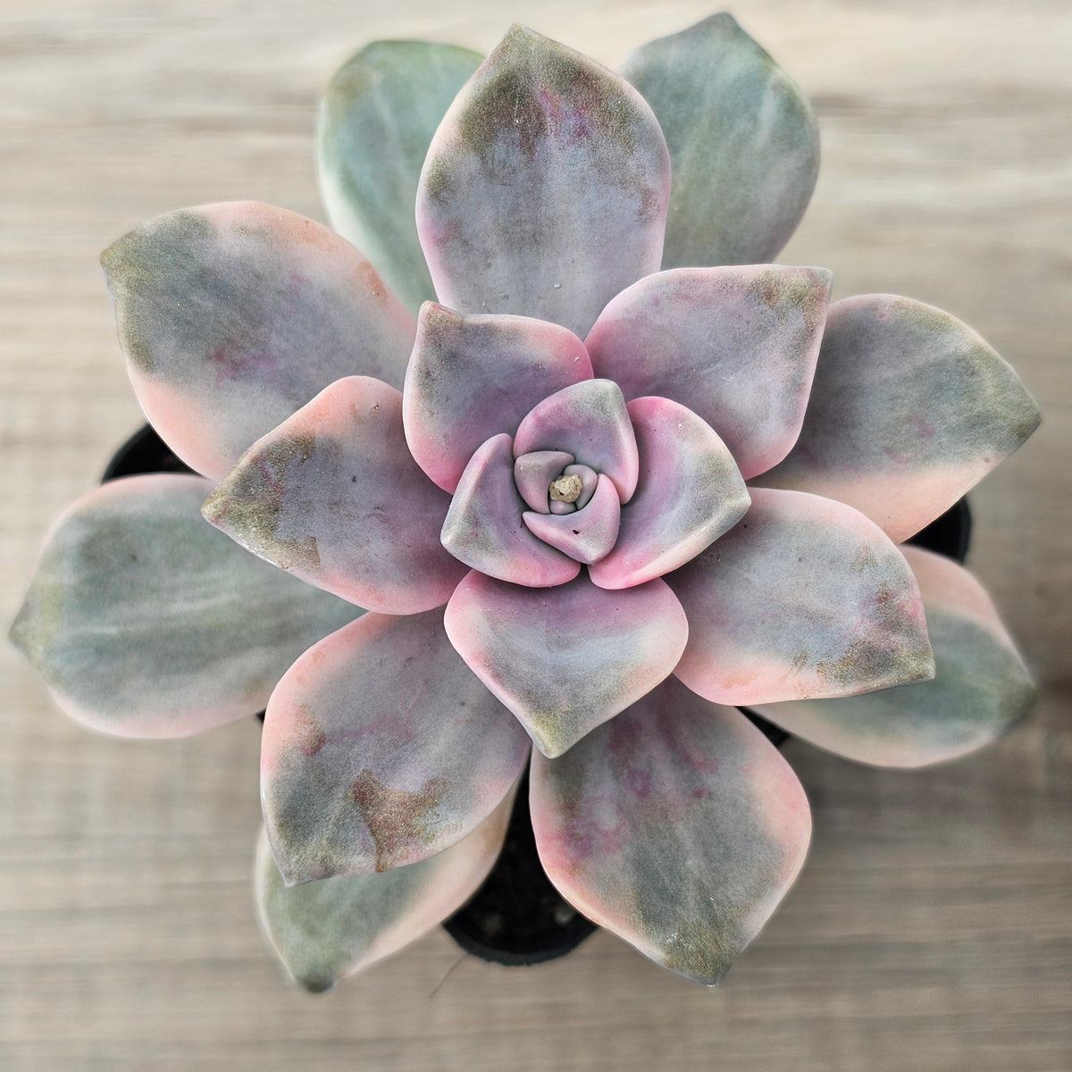 Graptopetalum 'Purple Delight' Variegated aka 'Snow White'