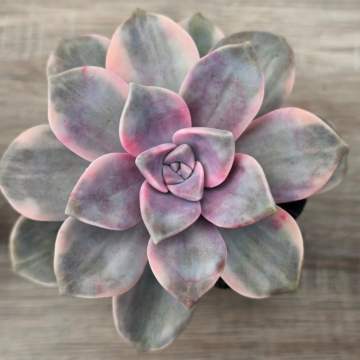 Graptopetalum 'Purple Delight' Variegated aka 'Snow White'