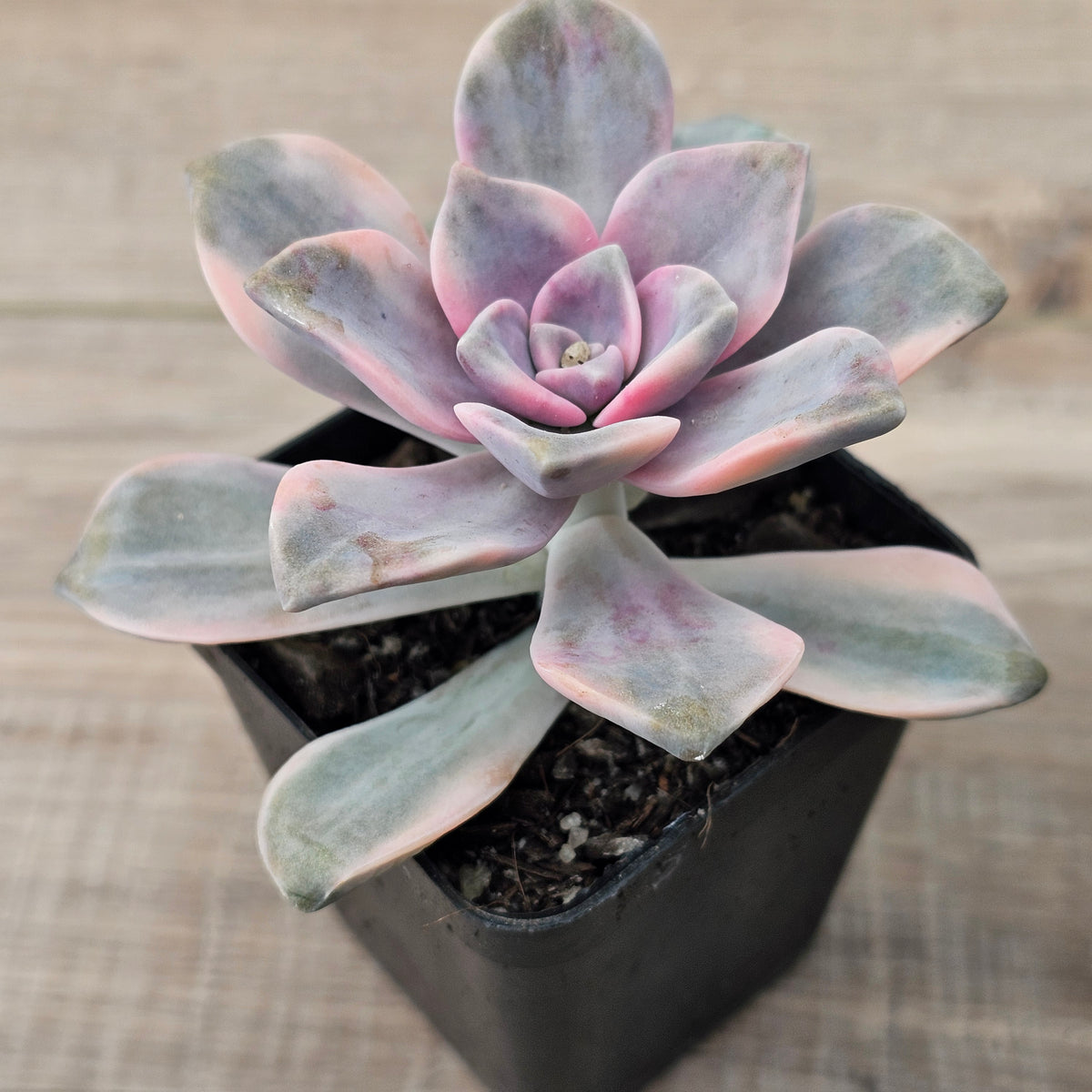 Graptopetalum 'Purple Delight' Variegated aka 'Snow White'