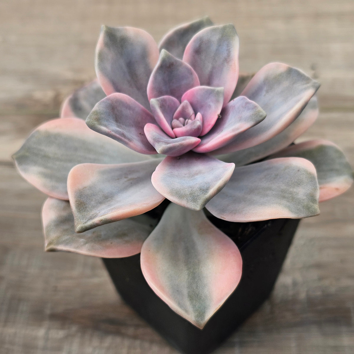 Graptopetalum 'Purple Delight' Variegated aka 'Snow White'