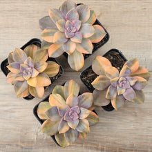 Load image into Gallery viewer, Graptopetalum 'Purple Delight' Variegated (Yellow Variegation)
