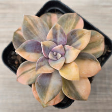 Load image into Gallery viewer, Graptopetalum 'Purple Delight' Variegated (Yellow Variegation)