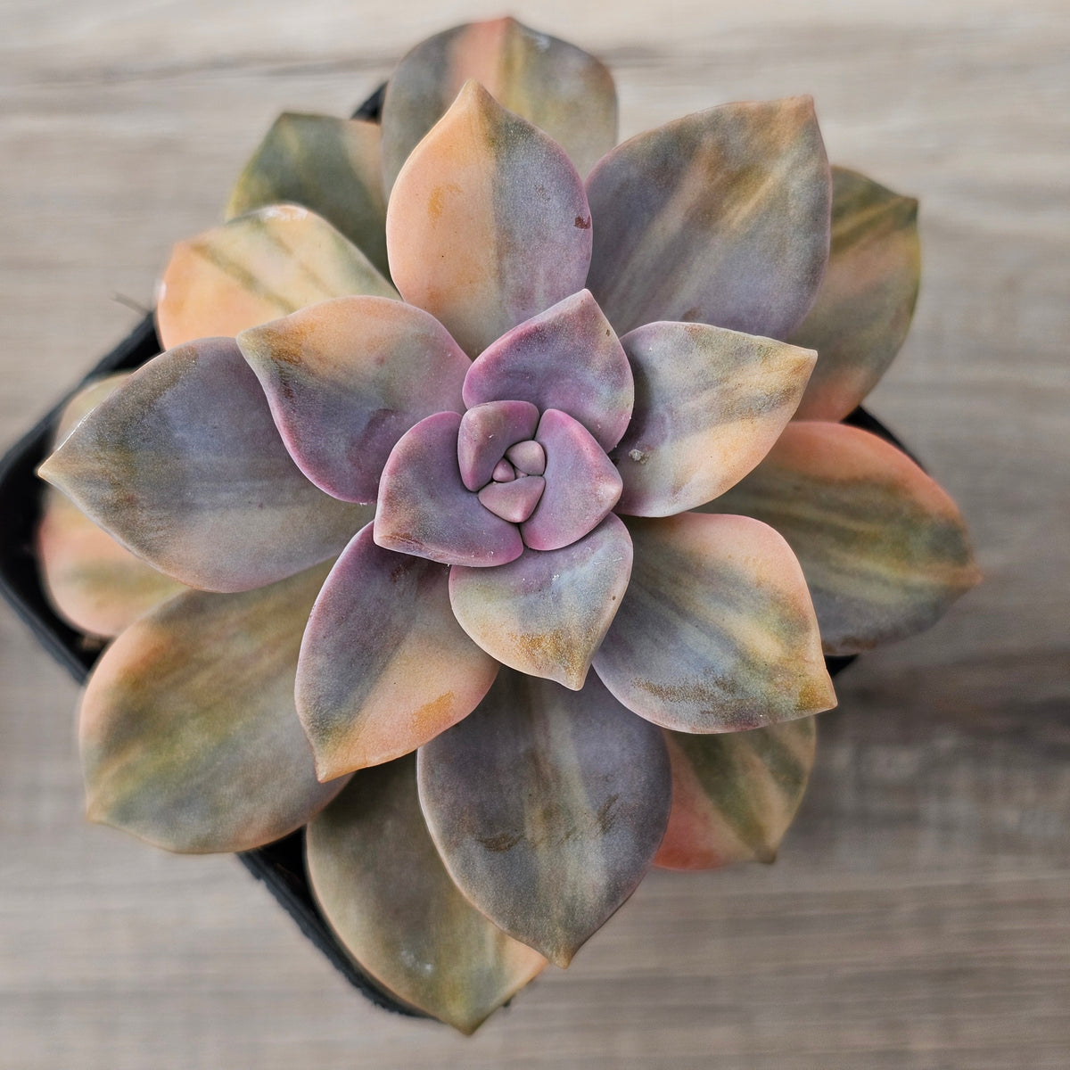 Graptopetalum 'Purple Delight' Variegated (Yellow Variegation)